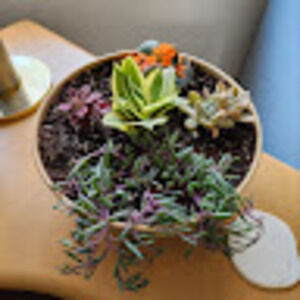 Meet your Posher, Colleen